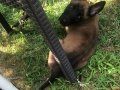 Malinois