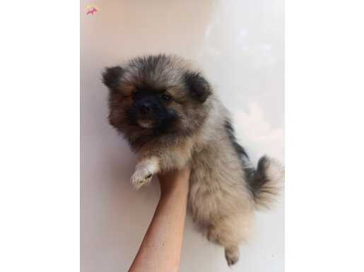 Dişi 3 aylık. Pomeranian 