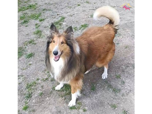 Rouch collie.  Lessie dişi yavru 3.5 aylık 