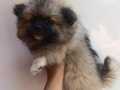Dişi 3 aylık. Pomeranian 