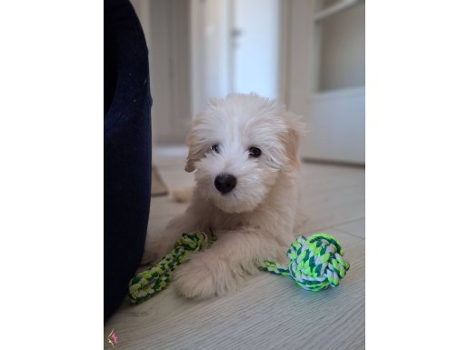 2 bucuk aylik maltese terrier oglum 