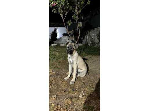 5 aylık erkek kangal