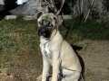 5 aylık erkek kangal