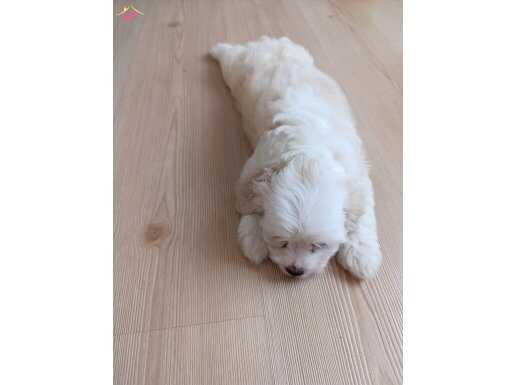 2 Aylık melez morkie