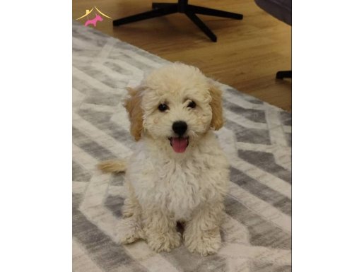 Eğitimli ve sevimli maltipoo 