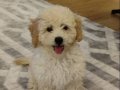 Eğitimli ve sevimli maltipoo 