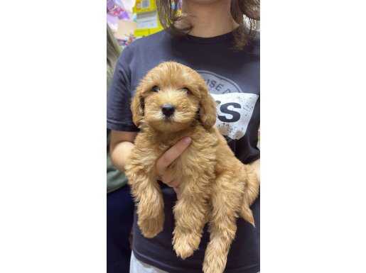 2 AYLIK MALTİPOO