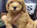 2 AYLIK MALTİPOO