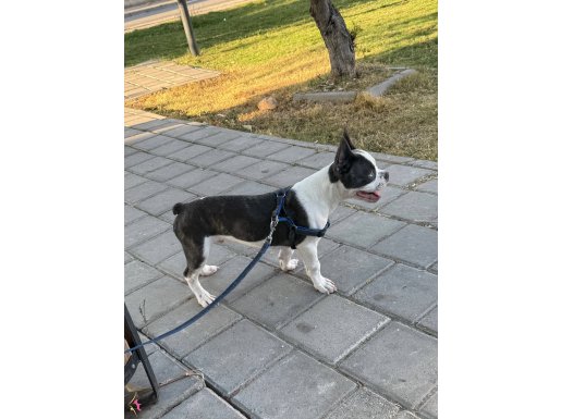 4 aylık aşıları tam