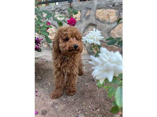 Poodle erkek 