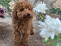 Poodle erkek 