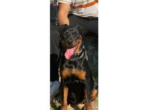 5,5 aylık rottweiler 