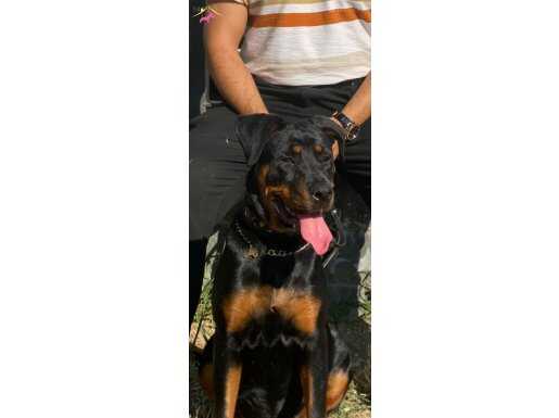 Dişi rottweiler köpeğimi sahiplendiriyorum 