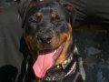 5,5 aylık rottweiler 