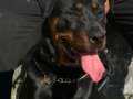 Dişi rottweiler köpeğimi sahiplendiriyorum 