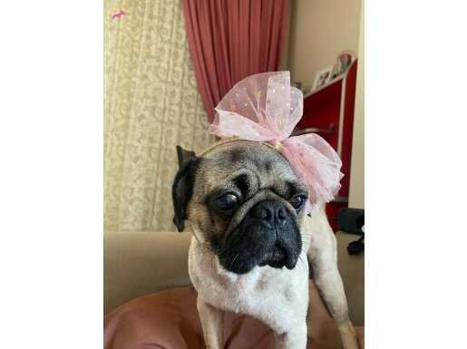Eğitimli erkek pug köpek
