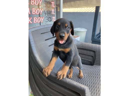 King doberman