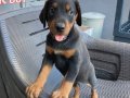 King doberman