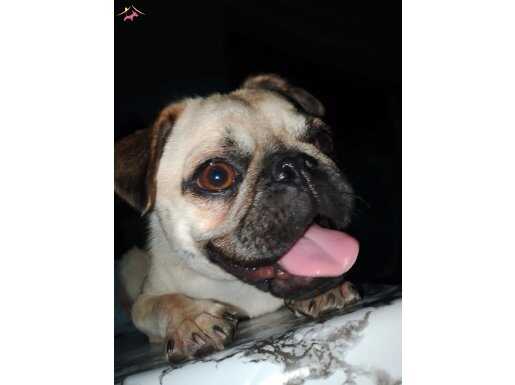 Pug
