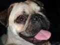 Pug