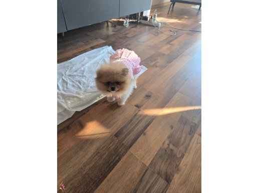 POFUDUK POMERANİAN BOO DİŞİ