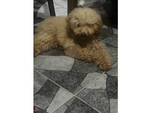 Toffee