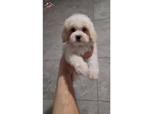 MALTİPOO AŞILARI VAR 2 AYLIK EGTIMLI FIYAT PAZARLIGI VAR
