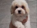 MALTİPOO AŞILARI VAR 2 AYLIK EGTIMLI FIYAT PAZARLIGI VAR