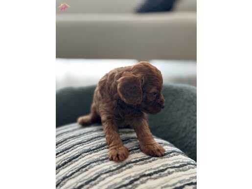 Dişi Ve Erkek Toy Poodle Yavruları Yeni Yuvalarını Arıyor