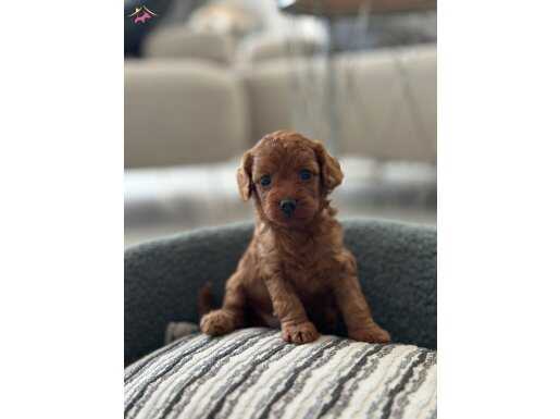 Dişi Ve Erkek Toy Poodle Yavruları Yeni Yuvalarını Arıyor