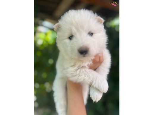 Kartopu SAMOYED 