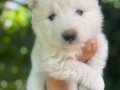 Kartopu SAMOYED 