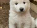Kartopu SAMOYED yavru safkan 