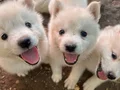 Kartopu SAMOYED yavru safkan 