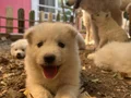 Kartopu SAMOYED yavru safkan 