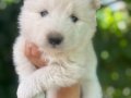 Kartopu SAMOYED yavru safkan 
