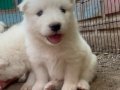 Kartopu SAMOYED yavru safkan 