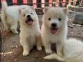 Kartopu SAMOYED yavru safkan 