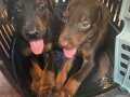 İzmir merkez doberman yavruları king orjinal ırk  