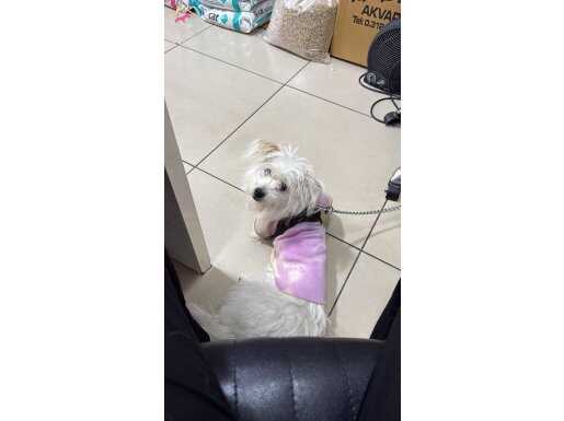 Pasaportlu Çipli aşılı 7 aylık Maltese terrier