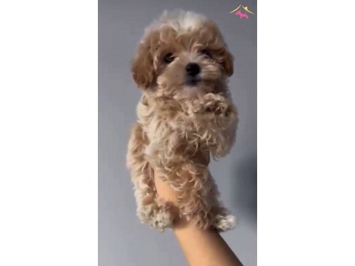 Irk garantili teachup kore maltipoo