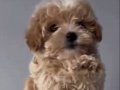 Irk garantili teachup kore maltipoo