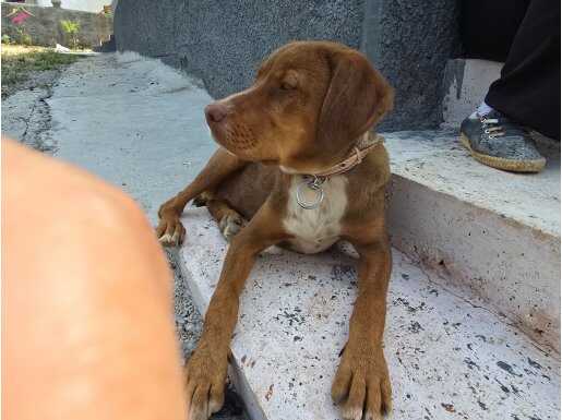 Sevimli çikolata labrador