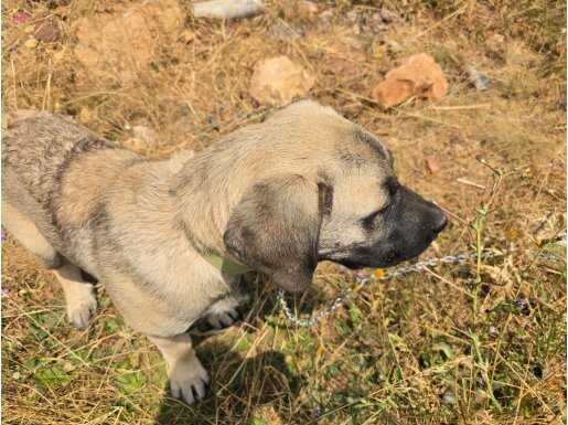 5 aylik sivas kangal - erkek