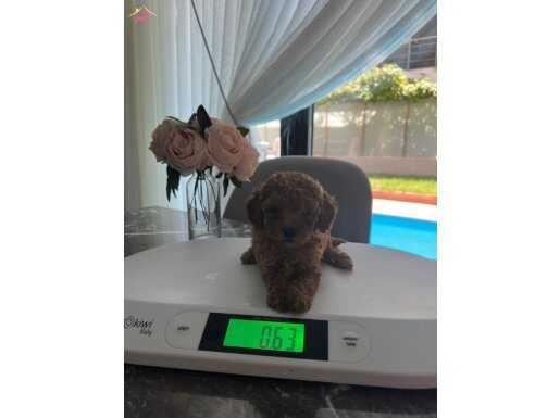 Maxımum 2.5 kg POODLE