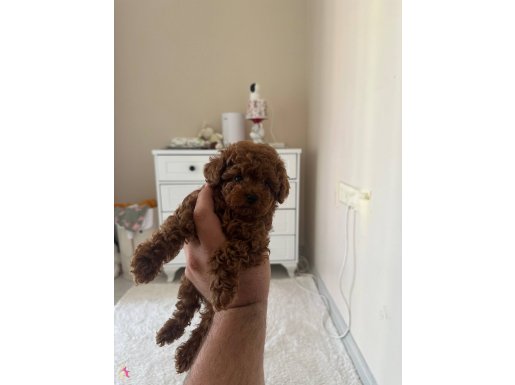 BOY KİLO GARANTİLİ TEACUP POODLE