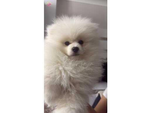 4 aylık - Aşıları tam ERKEK