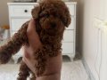 BOY KİLO GARANTİLİ TEACUP POODLE