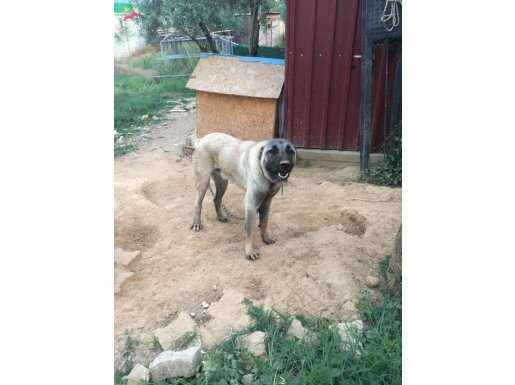 Sivas kangalı çoban köpeği 7 aylık 