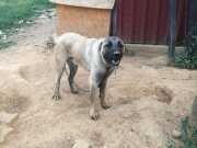 Sivas kangalı çoban köpeği 7 aylık 